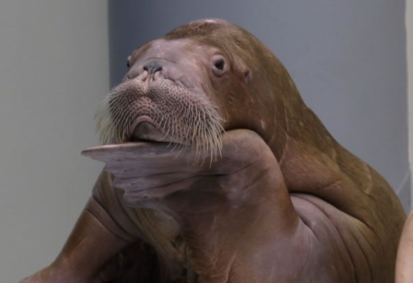 01_walrus_02.jpg