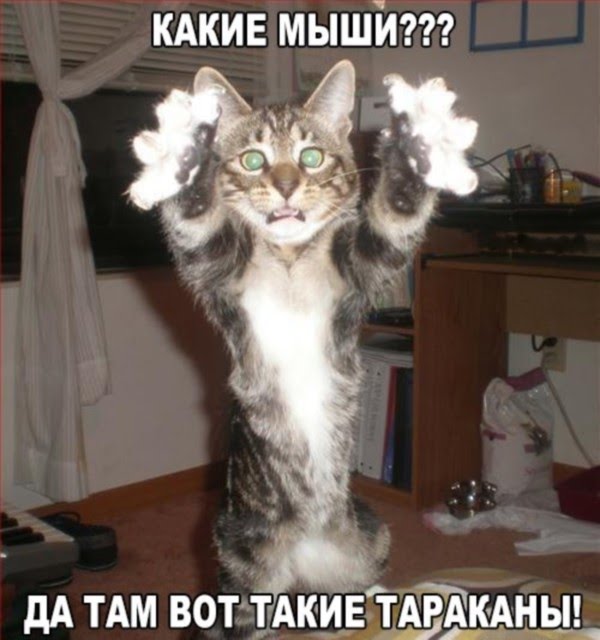 1-koshki--01.jpg