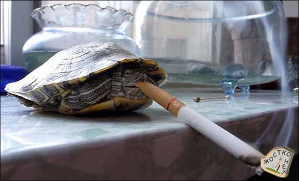 1207393841_turtle1.jpg