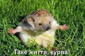 12150728-eaded02403f3e1dffe52b3de5ab7fee6.jpg
