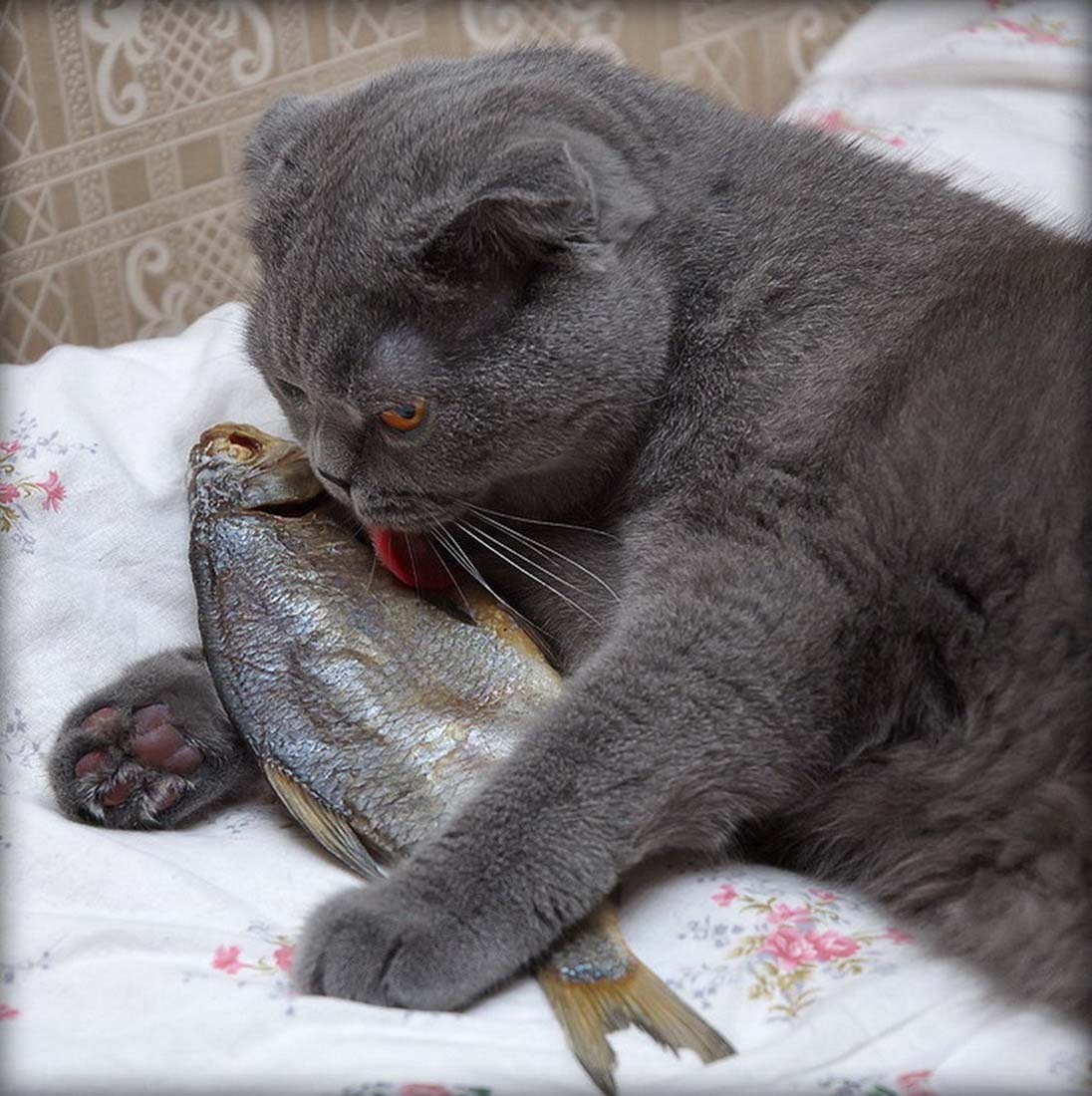 Кот с рыбой картинки