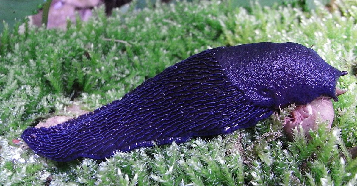1280px-Bielzia_coerulans_side.JPG
