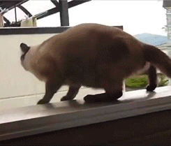 1436244468-9edf365e132b712d8441226b40dda5f4.gif