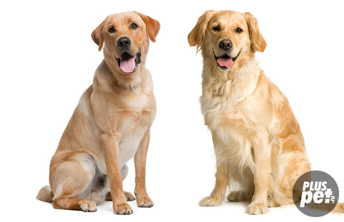 1451297278_labrador-retriver-i-zolotoy-retriver.jpg