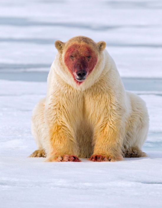 1459922016_polar_bear_01.jpg