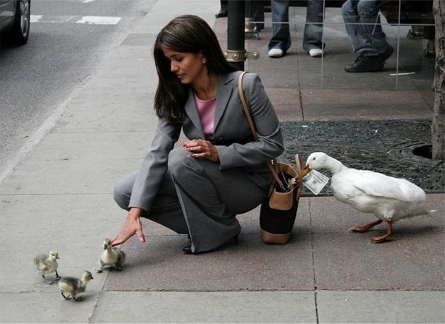 15 Signs That Bird Society Is Going To Hell.jpeg