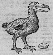 170px-Clusius_dodo.jpg