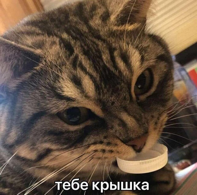1719314827_humor-8.jpg