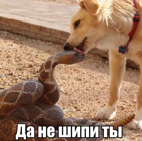 201402030031-da-ne-shipi-ty-kashamalasha-com.jpg
