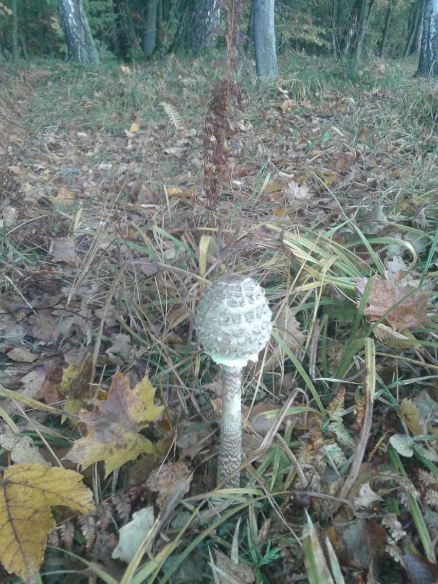 20181011_080315.jpg