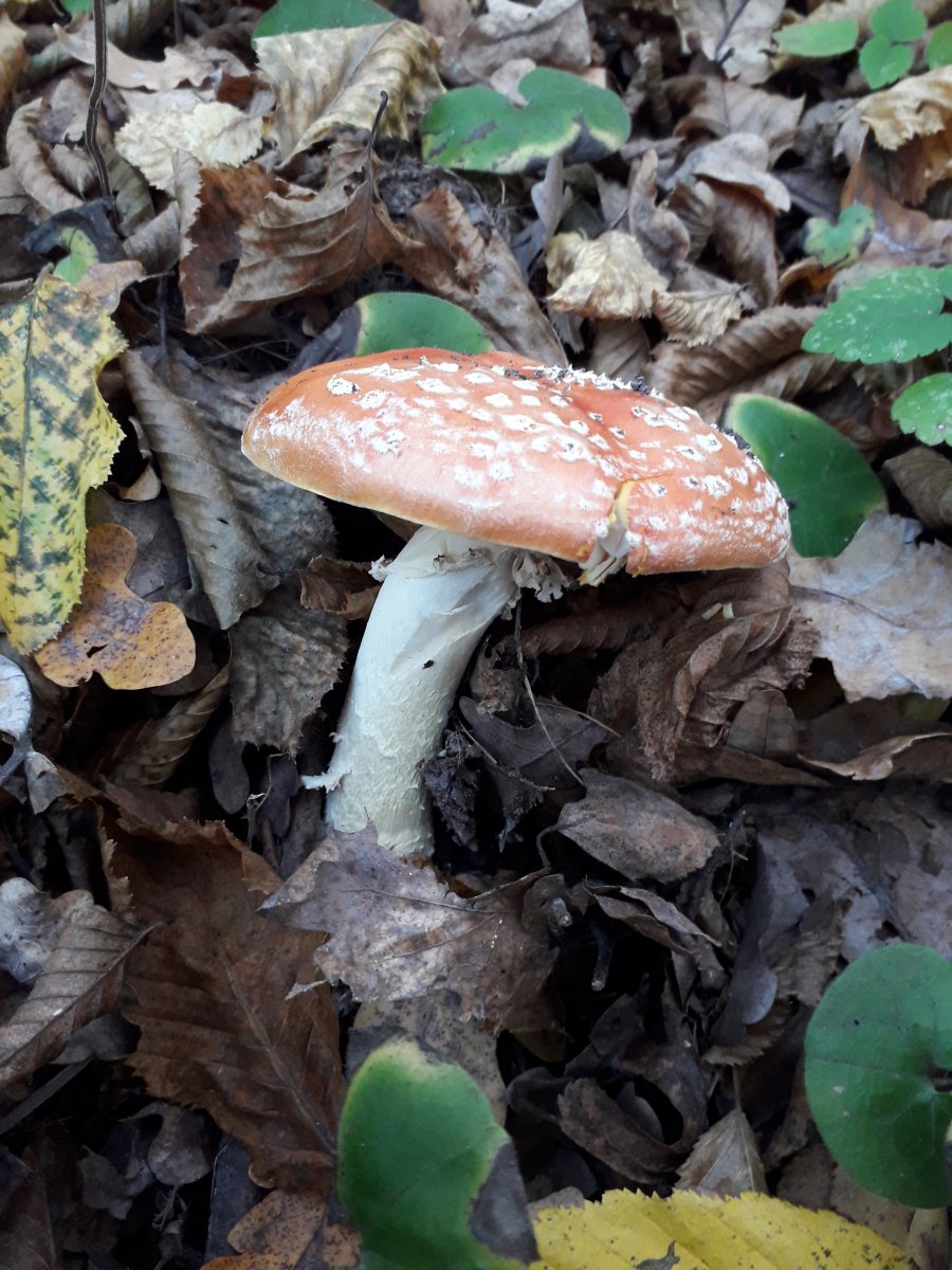 20191016_155917.jpg