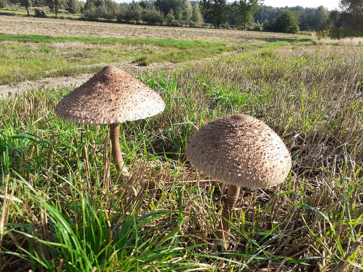 20201003_101926[1].jpg