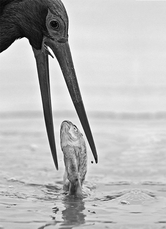 243205-perfectly-timed-photos-74-650-ea159b378f-1484640730.jpg
