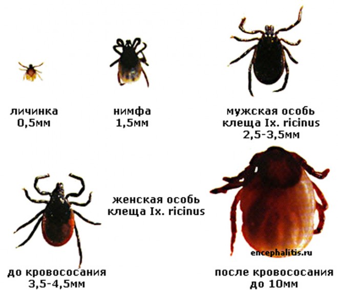 31-660x567.jpg