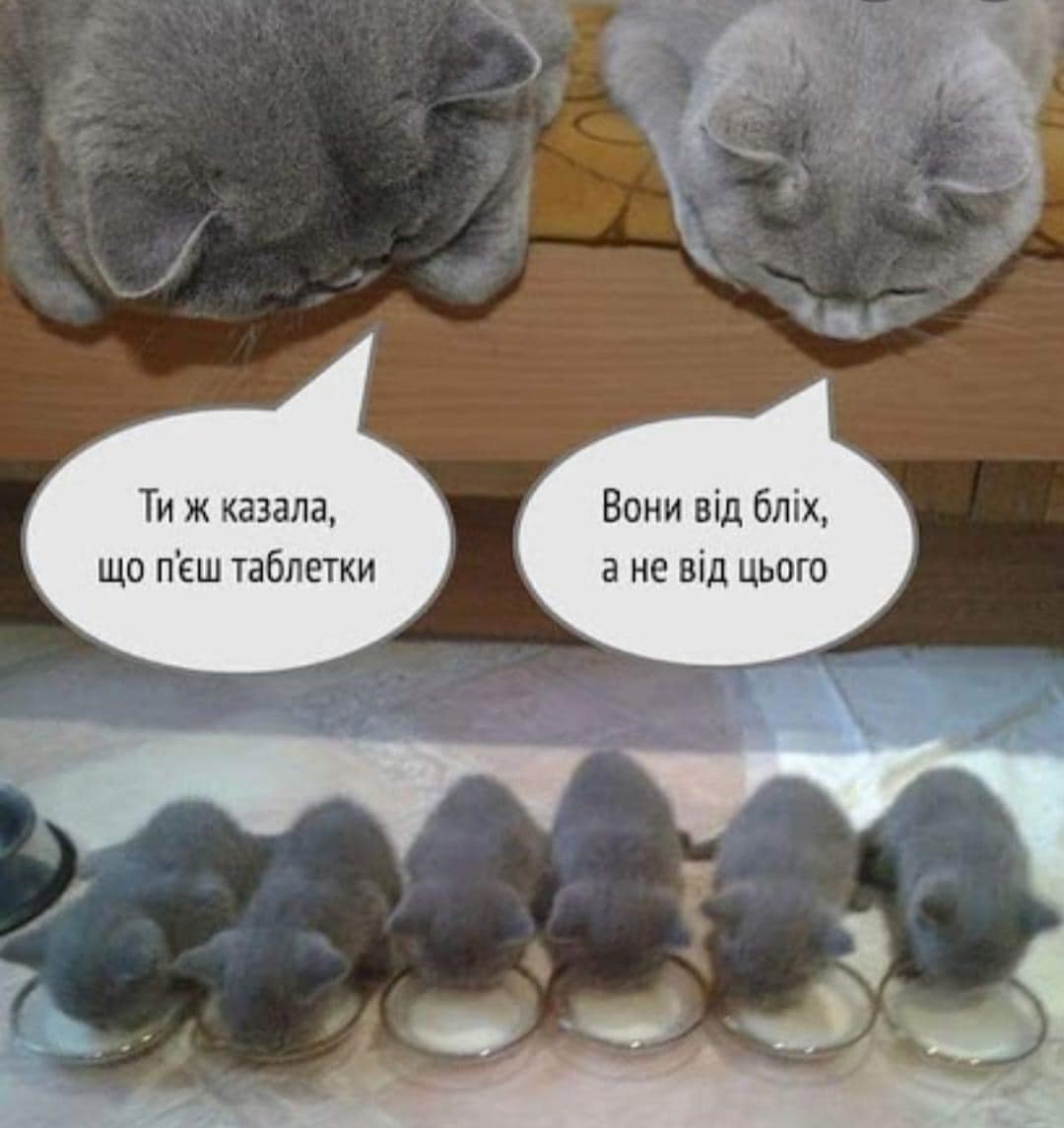 Коты и блохи приколы