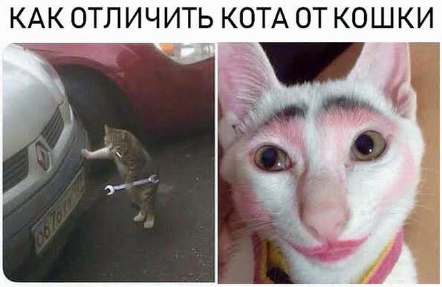 33. Кот и кошка.jpg