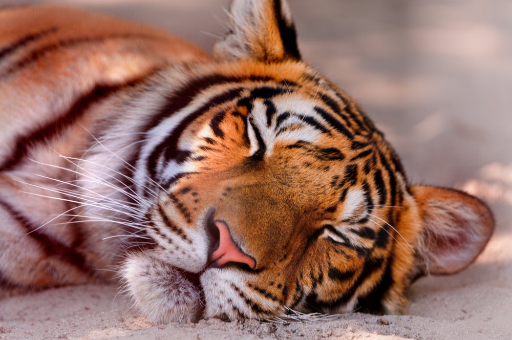 341739_tigra_spit_morda_2560x1700_(www.GdeFon.ru).jpg