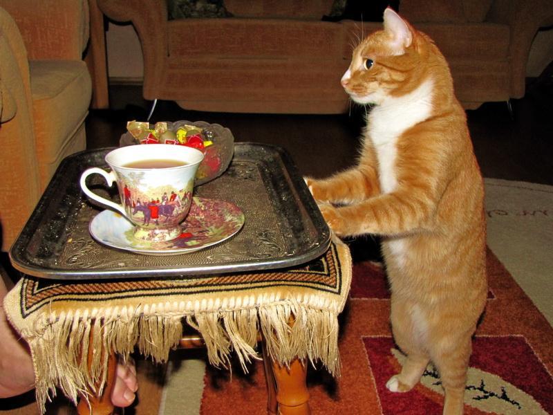 Коту можно чай. Рыжий кот обедает. Чаепитие с котом. Кошки и завтрак. Завтрак с котиками.
