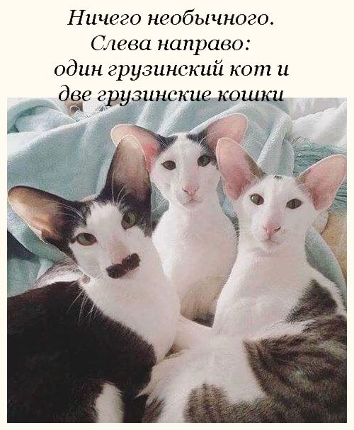 5. Грузины.jpg