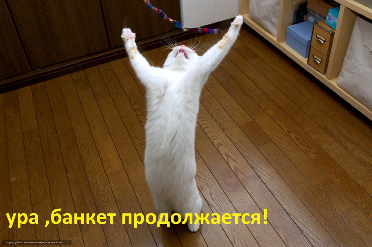 528248_kot_koshka_stoit_2000x1330_(www.GdeFon.ru)ц4у.jpg