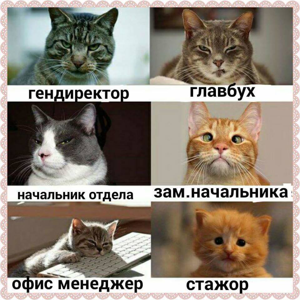 56395059_366729263925402_8643461206041952256_n.jpg