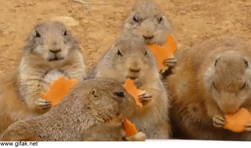 63a7bb25ae73.gif