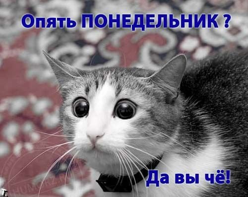 78701970_ponedelnik_19.jpg