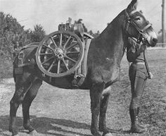 7afedbfa18d6485a99bb832a041f1e39--war-dogs-war-horses.jpg