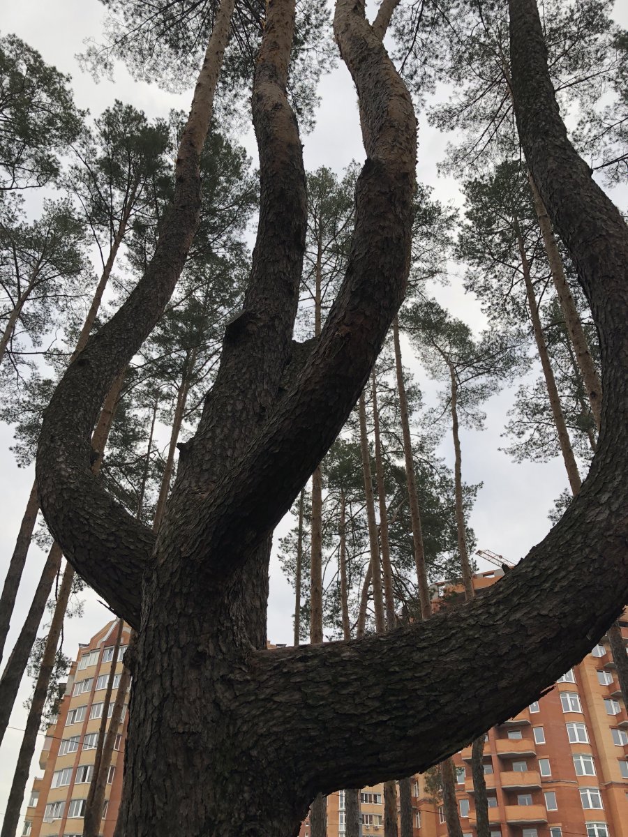 8264F6E8-5BAA-46DE-A234-5B14B18B3643.jpeg