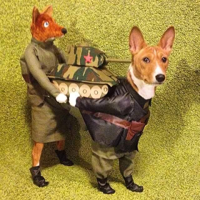 9 dog.jpeg
