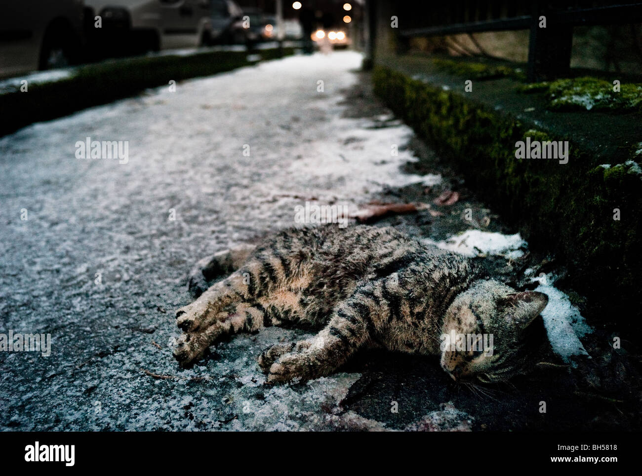 a-dead-cat-on-the-street-in-the-snow-and-ice-dublin-ireland-BH5818.jpg