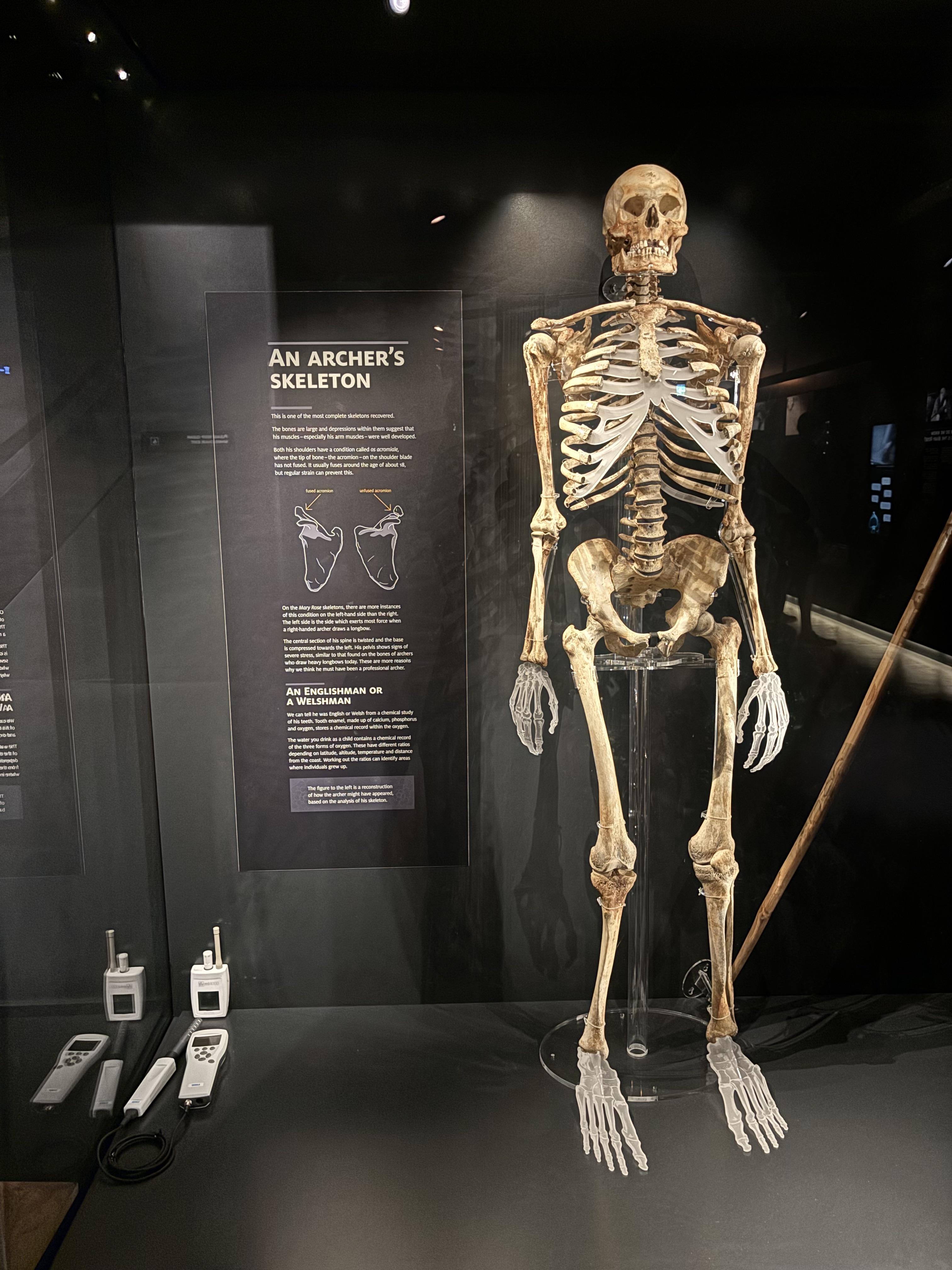 an-archers-skeleton-from-the-mary-rose-v0-4555zlufg5ad1.jpg
