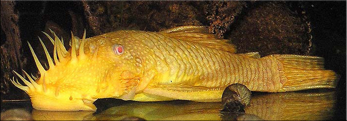 ancistrus_dolichopterus_var_albino_gold_1.jpg