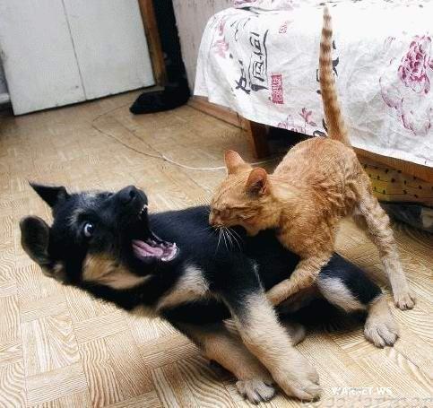 animalanimalsbitingcatcatscute-79dd15d17bc2323267771e6e9fa6d08f_h_0.jpg