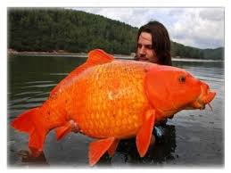 aur_fish.jpg