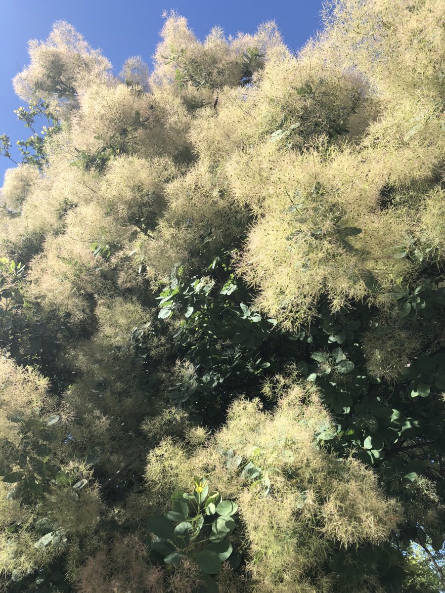 B15049D1-7CDC-46E0-BBF7-CED0F8424262.jpeg