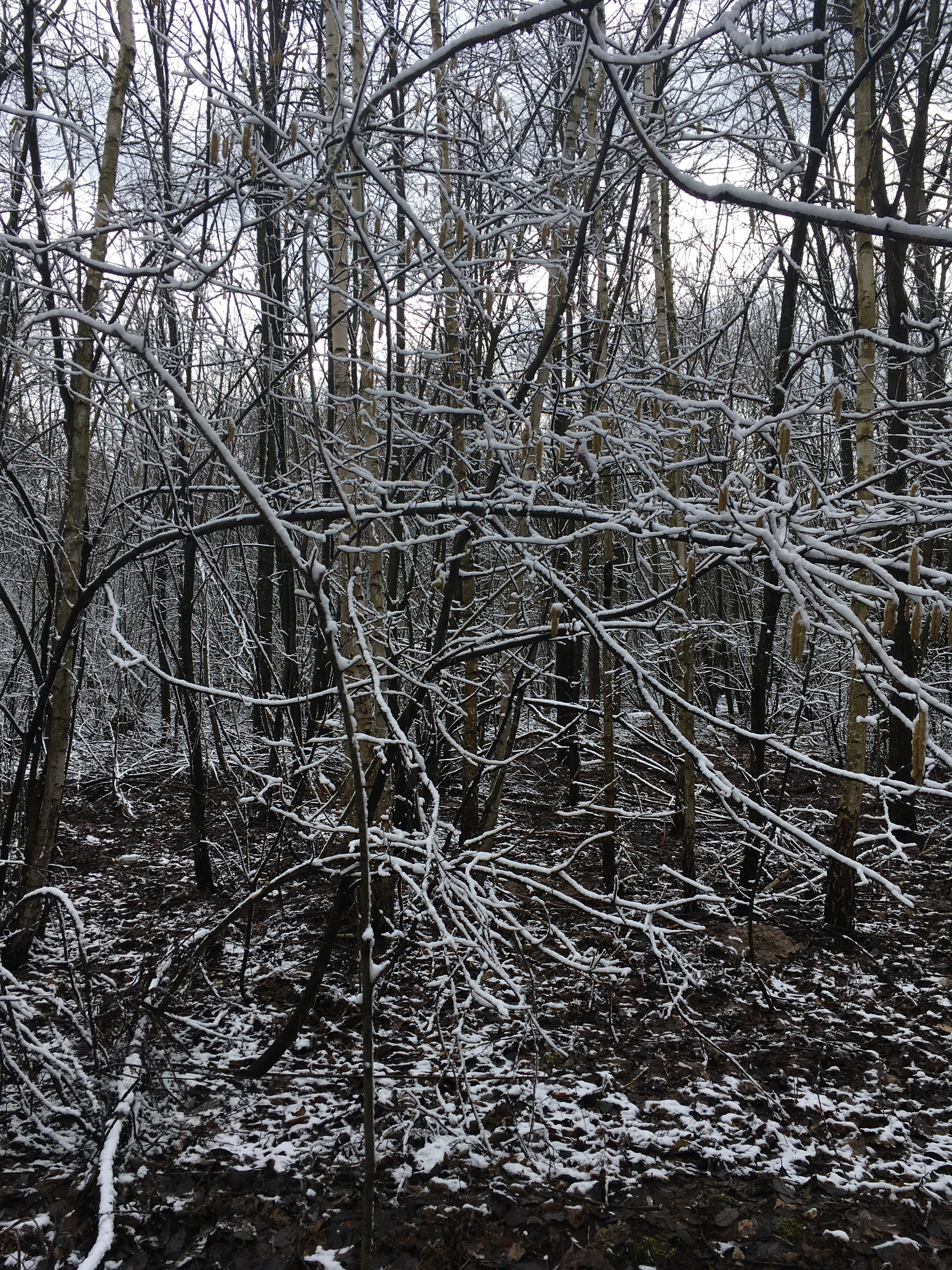 B704E2C5-C7B4-41E9-B6F3-D7D486ED0C7A.jpeg