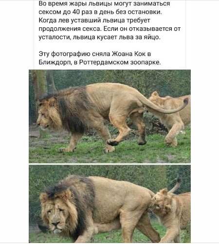 бабы.png