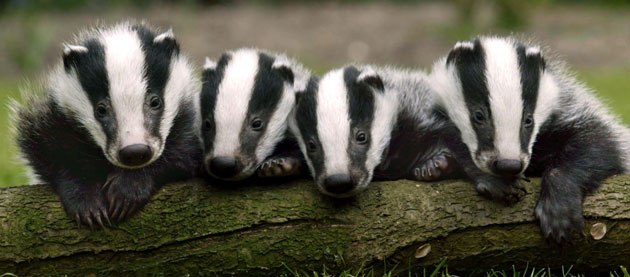 badger4.jpg
