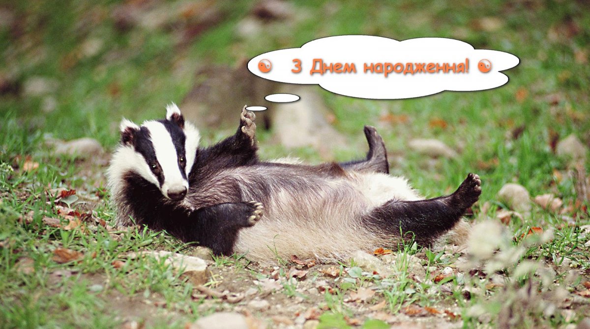 barsuk2.jpg