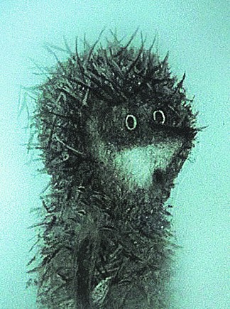 bdsdj_400px.jpg