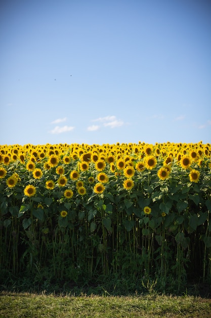beautiful-sunflower-field-with-a-clear-blue-sky_181624-2062.jpg