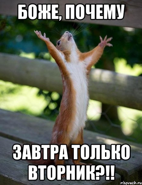 belka_33393840_orig_.jpg