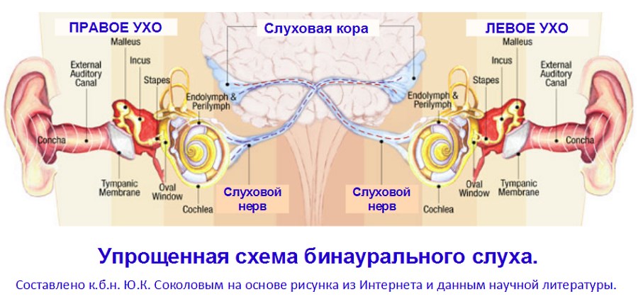 binaur-sluh-schem900.jpg