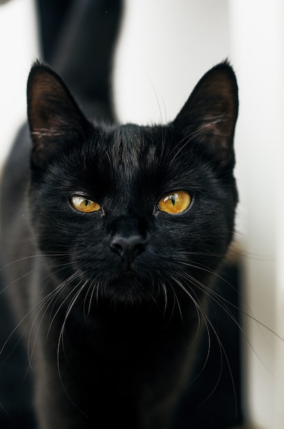black-cat-with-yellow-eyes-looking-camera-with-blurred_181624-1920.jpg
