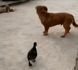 bMGckLd3A67B.gif