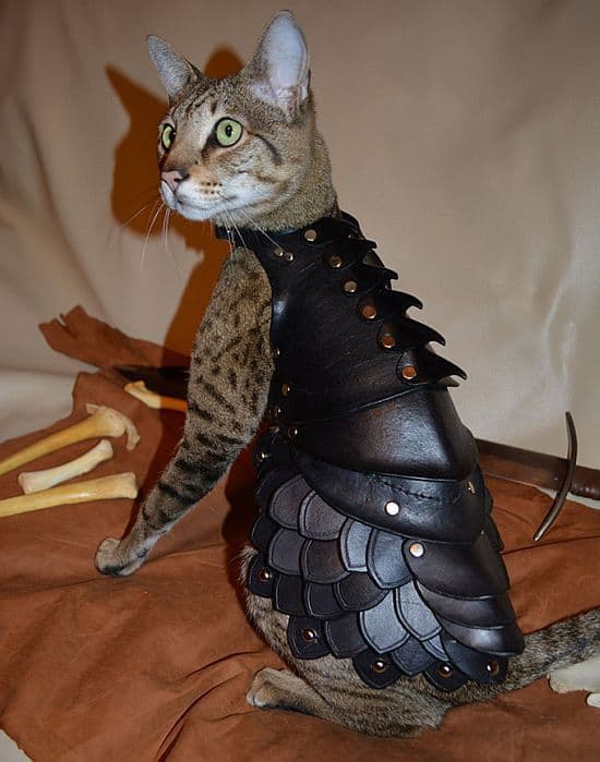 Cat-Battle-Armor.jpg
