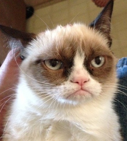 cat.jpeg