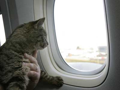 cat-on-plane.jpg