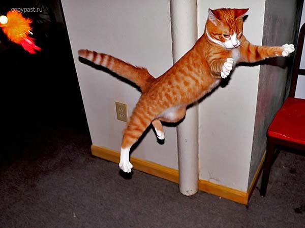 cat_006.jpg